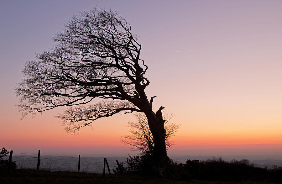 Lone half a tree Photograph by Pete Hemington