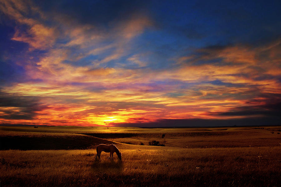 Sunset Photograph - Lone Horse Greenwood County by Rod Seel