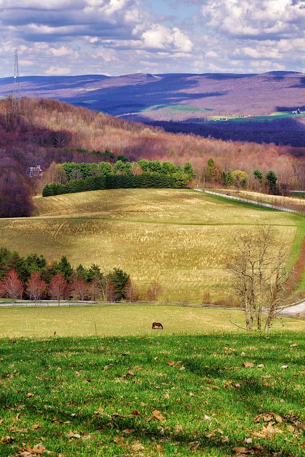 Lone Horse in Spring Photograph by Jean Goodwin Brooks