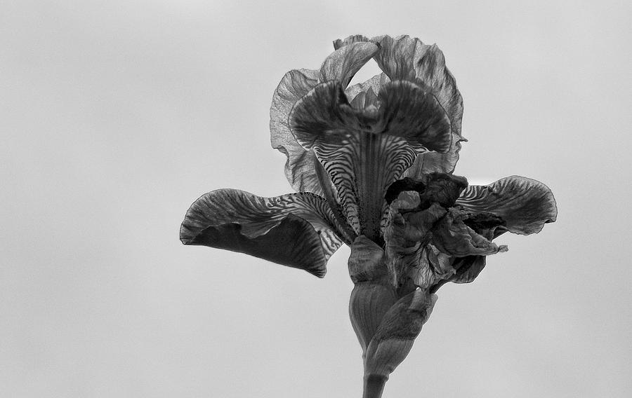 Lone Iris Black and White Photograph by Ron White