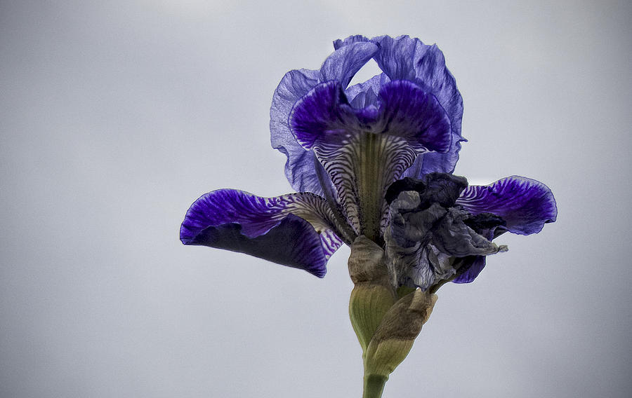 Iris Photograph - Lone Iris  by Ron White