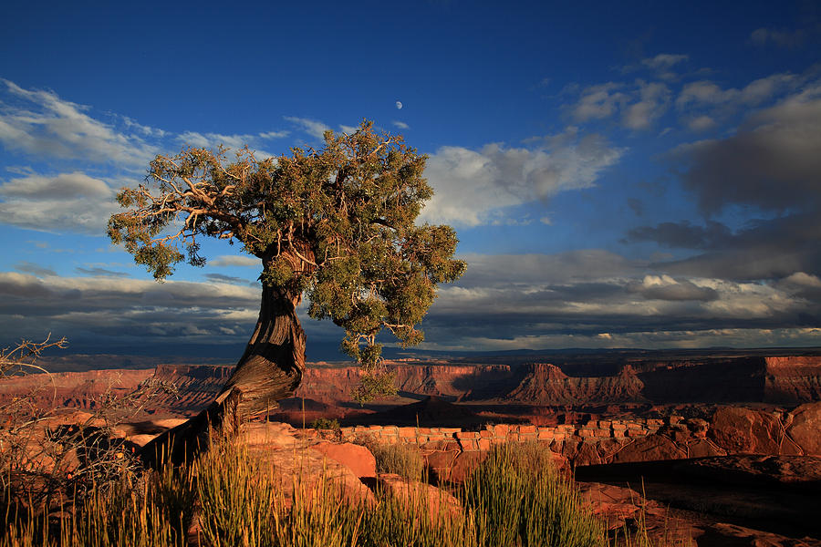 Lone Juniper on the Edge at Dead Horse Point Photograph by Alan Vance Ley