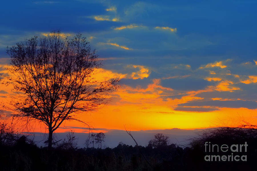 Lone Laurel Oak Sunset Photograph by Ules Barnwell