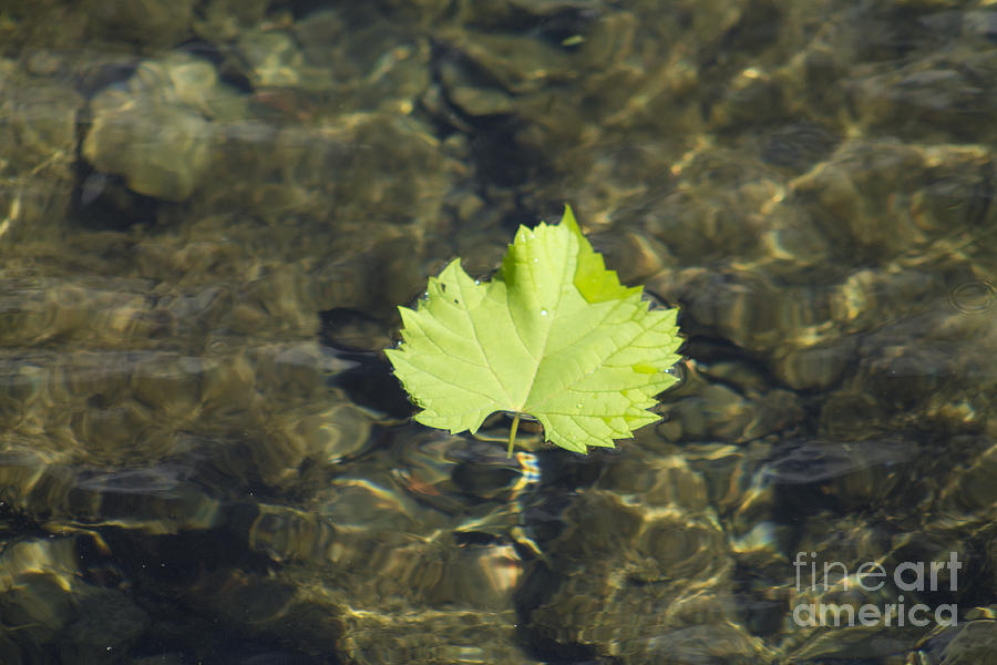Lone Leaf Photograph by Brad Marzolf Photography