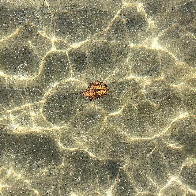 Summer Photograph - Lone Leaf Floating In The Shallow Water by Steven Shewach
