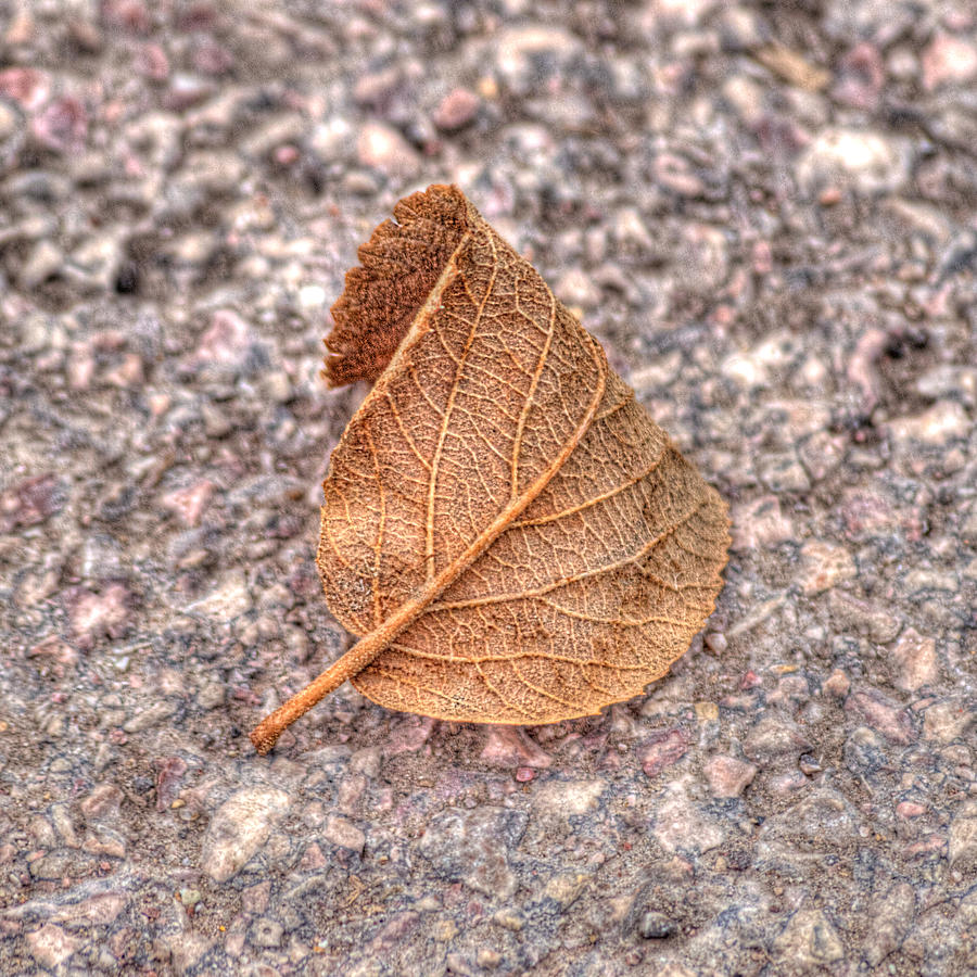 Lone Leaf Photograph by HW Kateley