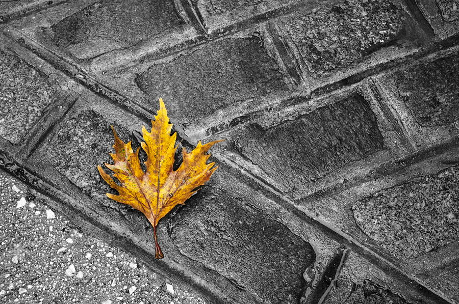 Leaves Photograph - Lone leaf by Ioannis Stamatis