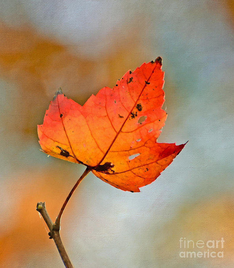Nature Photograph - Lone Leaf by Kerri Farley