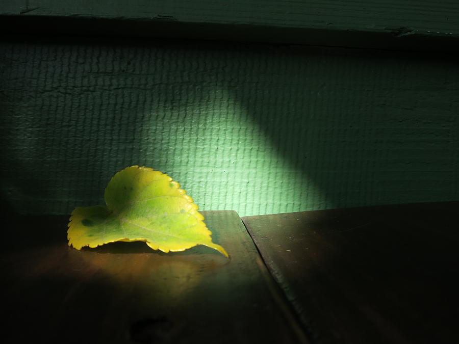 Lone Leaf Photograph by Paul Foutz
