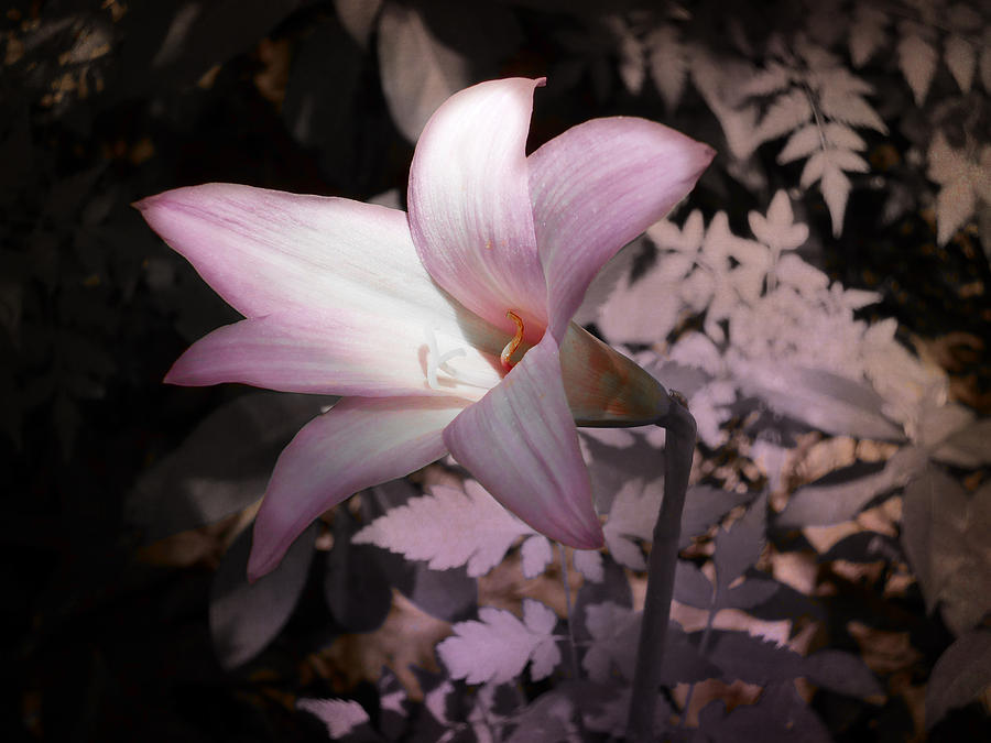 Lone Lily Photograph by Judy Hall-Folde