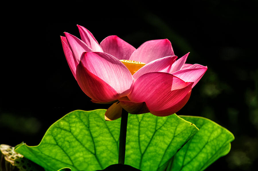 Lone Lotus Blossom  Photograph by Louis Dallara