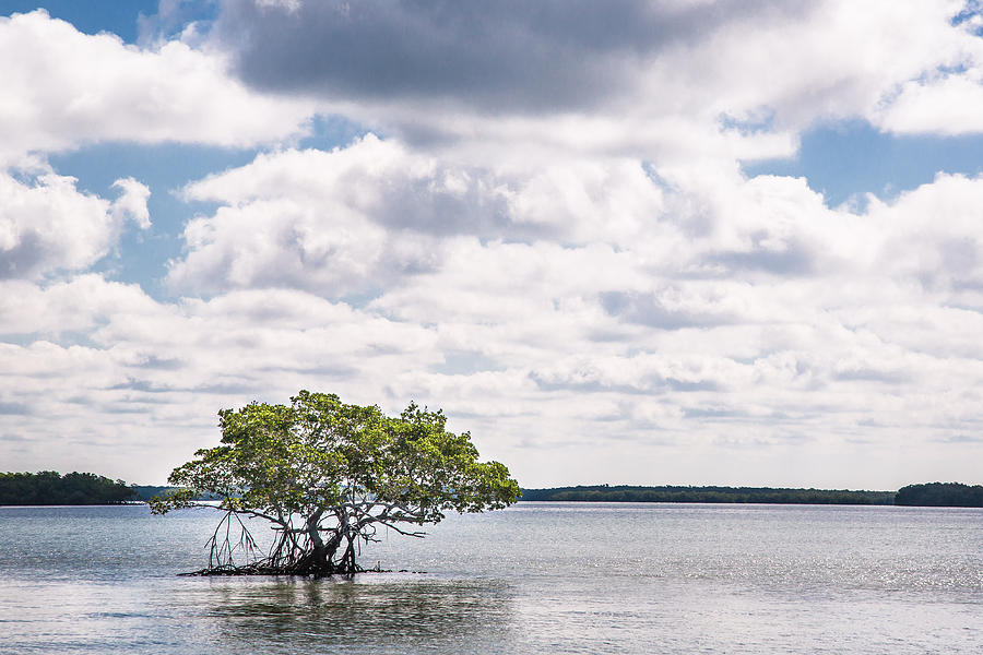 Lone Mangrove Photograph by Adam Pender