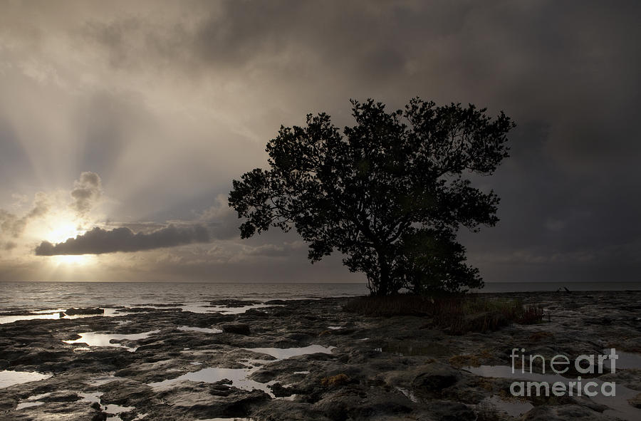 Lone Mangrove Photograph by Keith Kapple