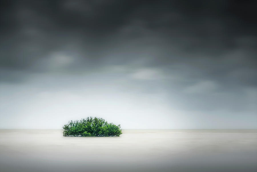 Lone Mangrove Photograph by Simon Phelps Photography