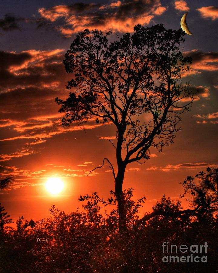 Lone Manzanita Silhouette Photograph by Patrick Witz