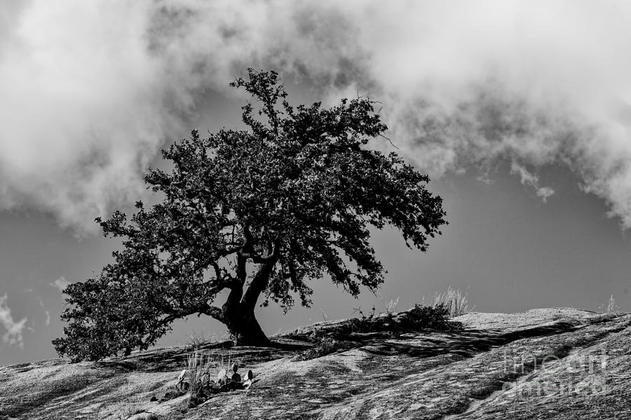 Lone Oak Atop Little Rock - Enchanted Rock State Natural Area Texas Hill Country Photograph by Silvio Ligutti