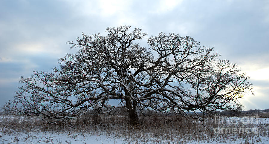 Lone Oak Photograph by Dan Hefle