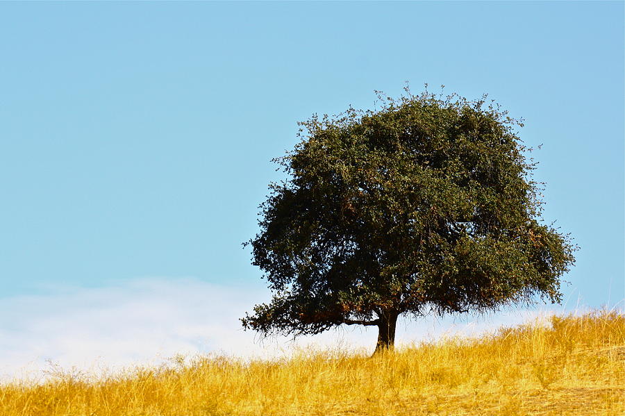 Lone Oak Photograph by Diana Hatcher