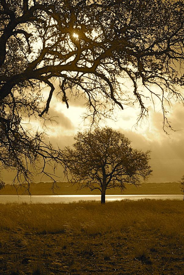 Tree Photograph - Lone Oak by Gary Richards