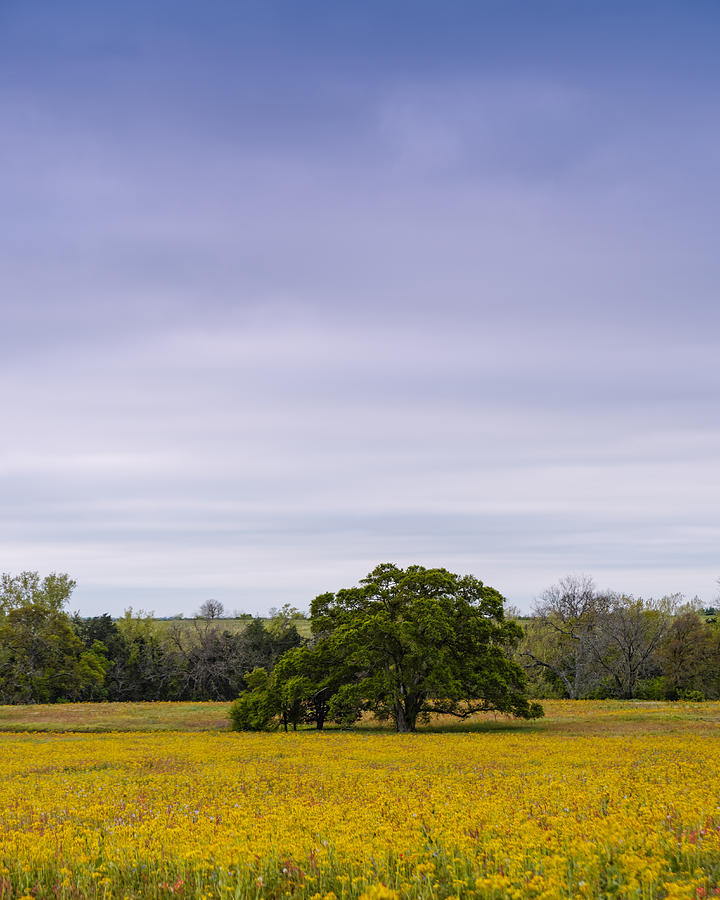 Lone Oak in a Field of Phlox - Industry Texas Photograph by Silvio Ligutti