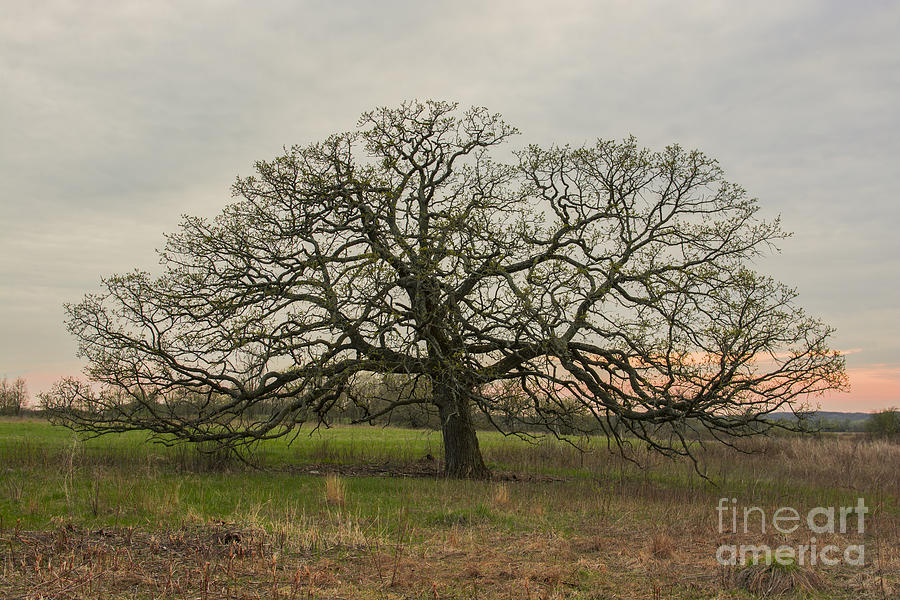 Lone Oak - Spring Photograph by Dan Hefle