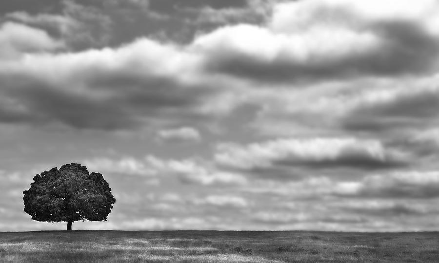 Tree Photograph - Lone Oak Texas by Mark McKinney