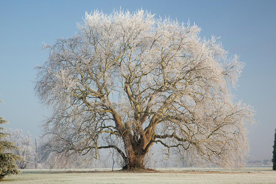 Lone Oak Tree Photograph by Travelpix Ltd