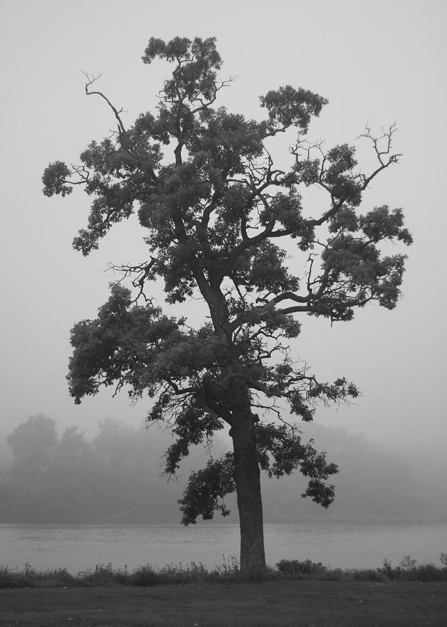 Lone Oak Photograph by Viviana  Nadowski