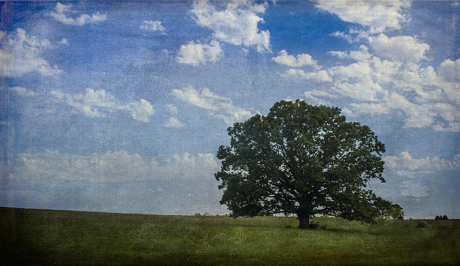 Summer Photograph - Lone Oak by Wayne Meyer