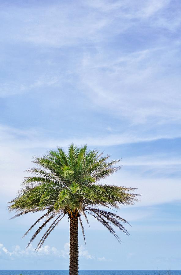 Lone Palm at the Beach Photograph by Jean Goodwin Brooks