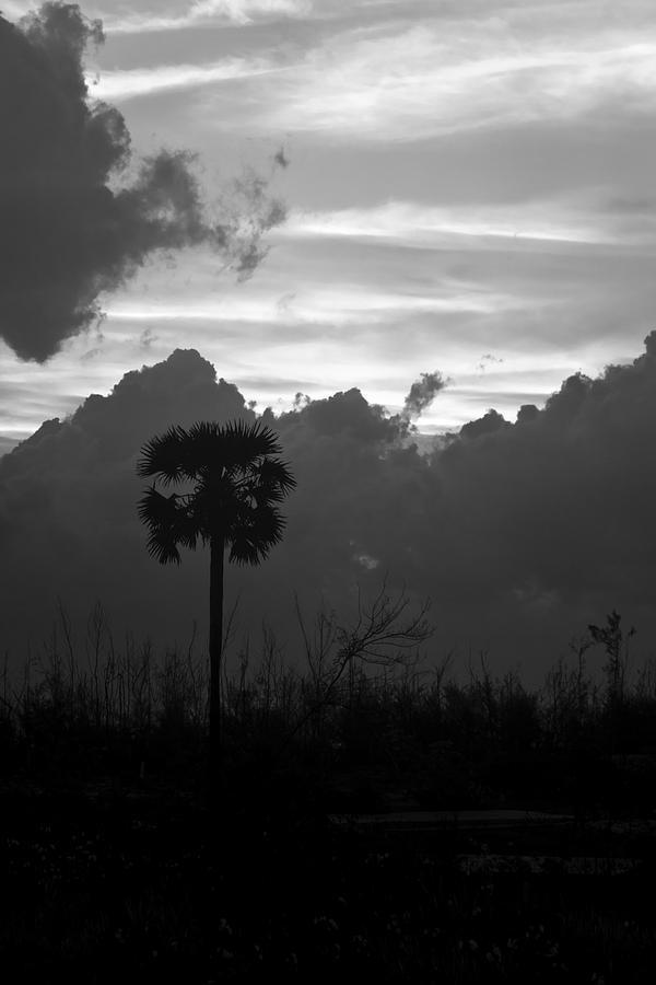 Black And White Photograph - Lone Palm by Kantilal Patel