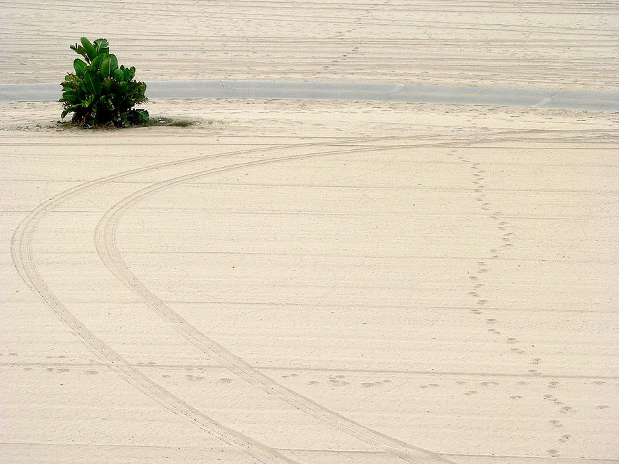Lone Palm on Beach Photograph by Jeff Lowe