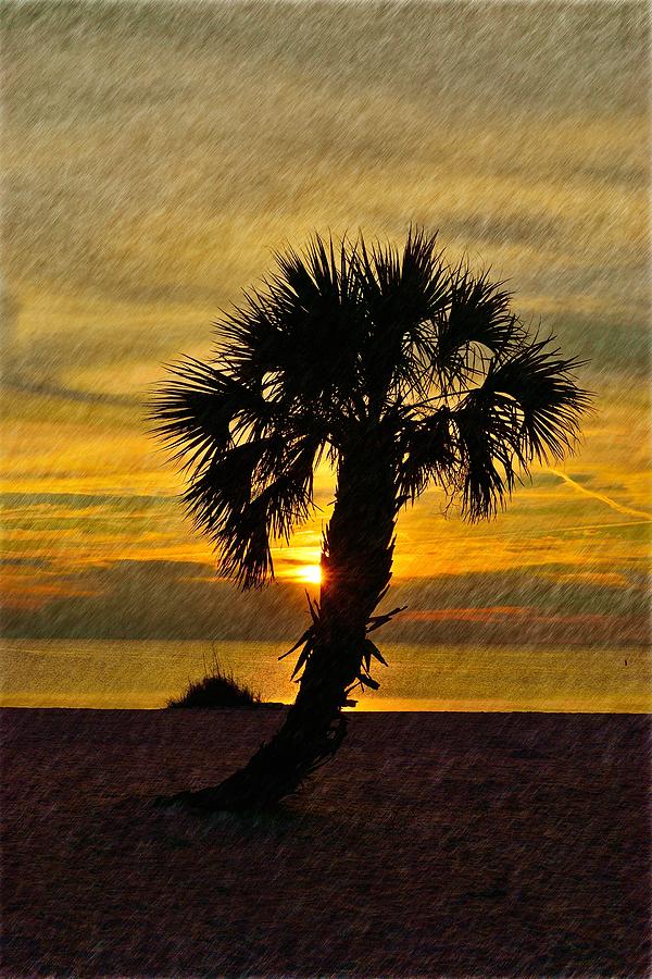 Lone Palm Sunset Photograph