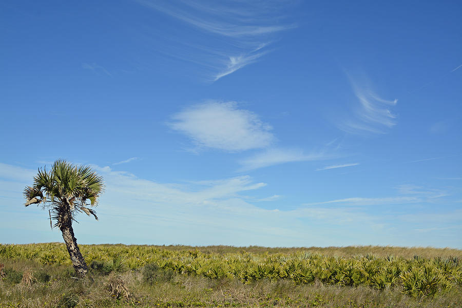 Lone Palm Tree and Blue Sky Photograph by Bruce Gourley