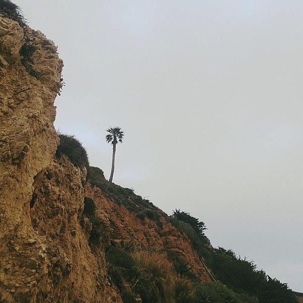 Lone Palm Tree On The Rocky Malibu Photograph by Amanda Schoonover