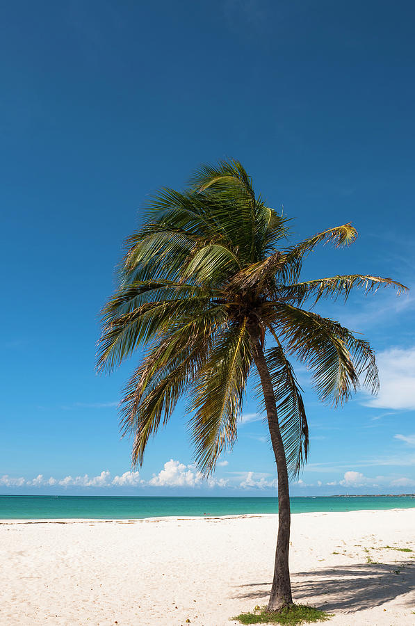 Lone Palm Tree, Palm Beach, Aruba by Alberto Biscaro