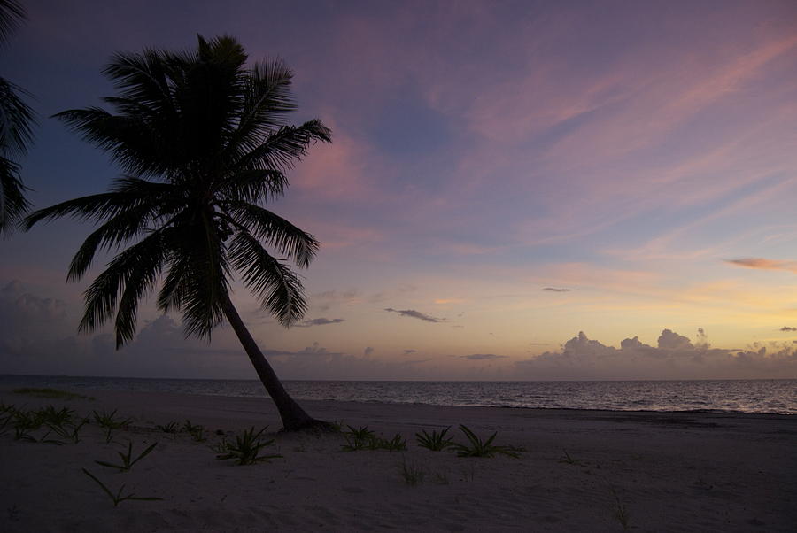 Lone Palm Tree Photograph by Steven Nutt - Fine Art America