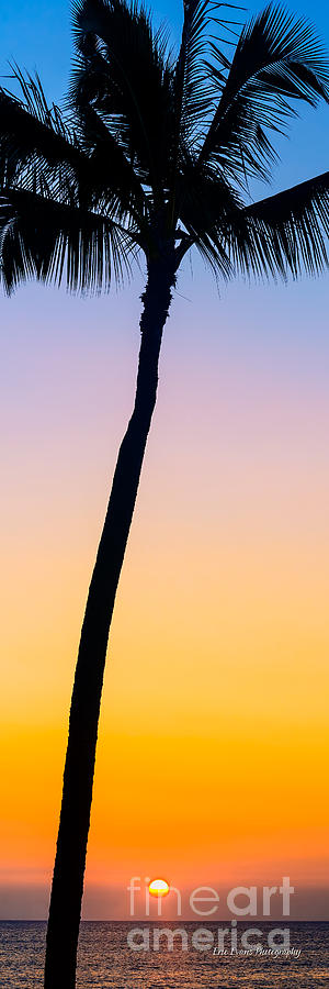 Ocean Sunset Photograph - Lone Palm Tree Voggy Sunset 3 to 1 Aspect Ratio by Aloha Art