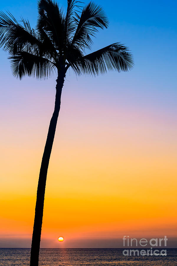 Ocean Sunset Photograph - Lone Palm Tree Voggy Sunset by Aloha Art
