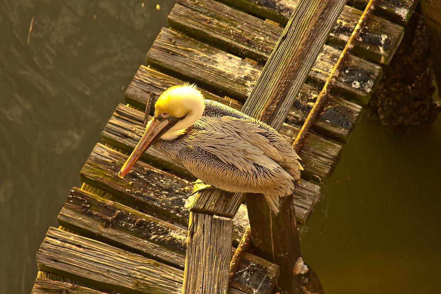 Savannah GA The Loner Brown Pelican Morning Sunrise Seabird Wildlife Art Photograph by Reid Callaway