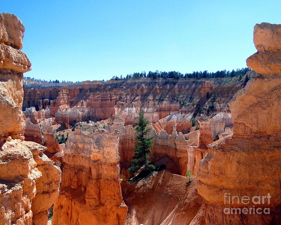 Bryce Canyon National Park Photograph - Lone Pine Amidst Bryce Canyon Hoodoos by Barbie Corbett-Newmin