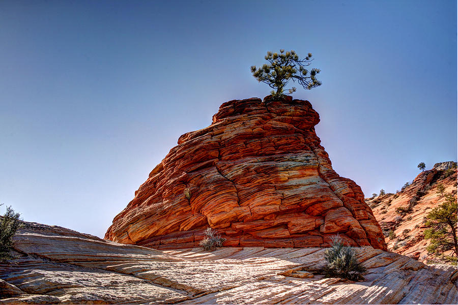 Lone Pine Photograph by Dan McCool