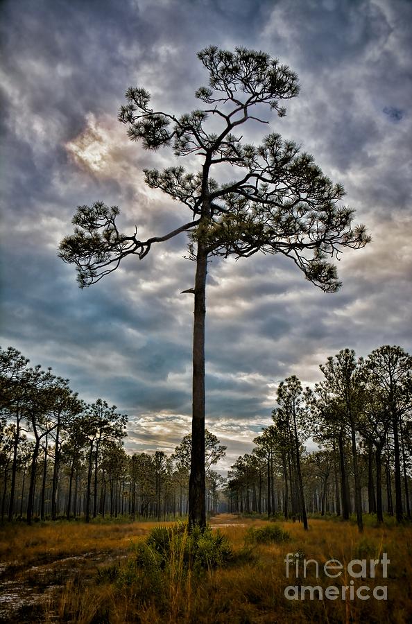 Lone Pine Photograph by Henry Kowalski