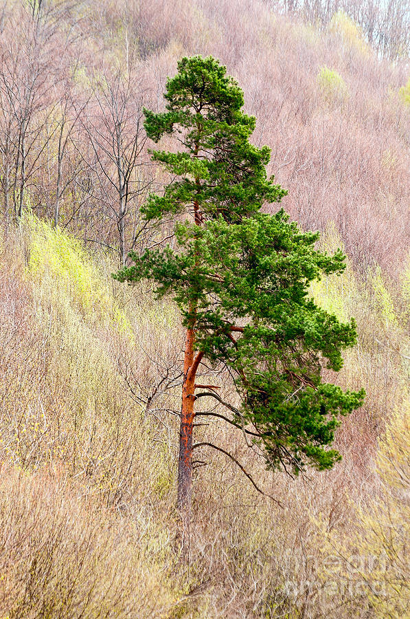 Lone Pine Photograph by Les Palenik