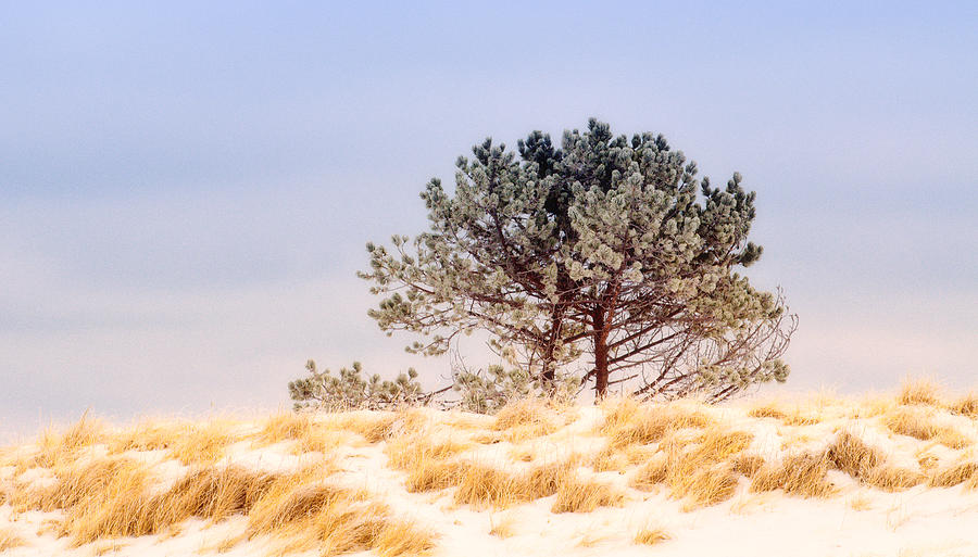 Lone Pine Photograph by Michael Hubley