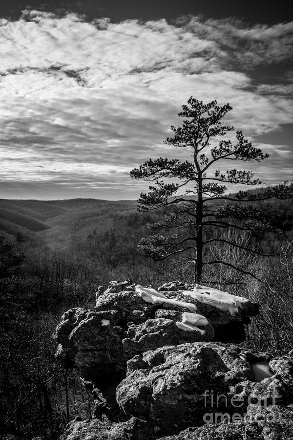 Lone Pine Monochrome Photograph by Jim McCain