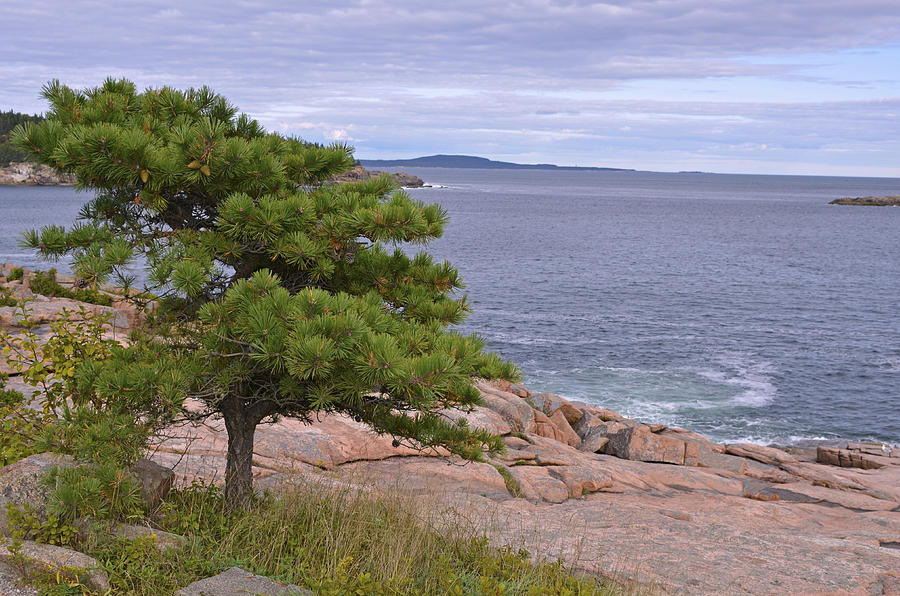 Lone Pine Over the Sea Photograph by Lynda Lehmann