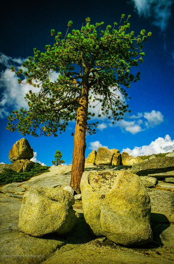 Lone Pine Photograph by Ross Henton