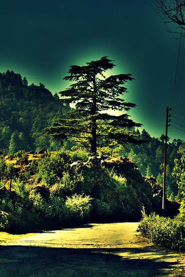 Lone Pine Photograph by Salman Ravish