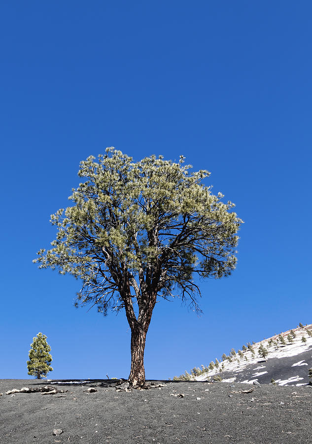 Lone Pine Tree Photograph